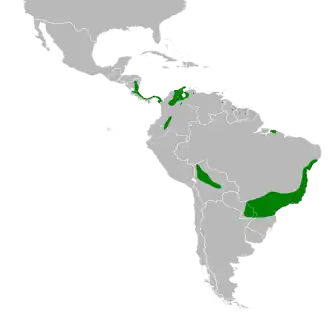 Bisschopskwartelduif