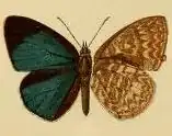 Epitola albomaculata