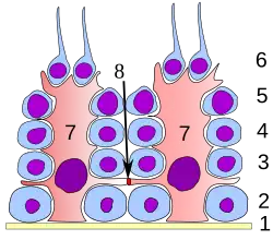 Kiemepitheel van de teelbal.1. basaal membraan2. spermatogonia3. primaire (1e orde) spermatocyte4. secundaire (2e orde) spermatocyte5. ontwikkeling van spermatide6. rijpe spermatide7. Sertolicel8. zonula occludens (bloed-testisbarrière)