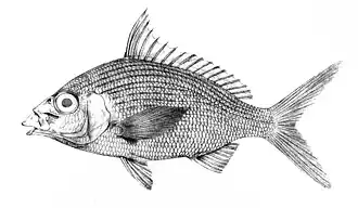 Gerres longirostris