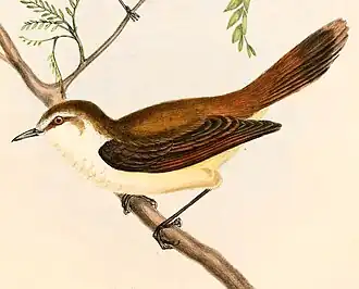 Chathammangrovezanger