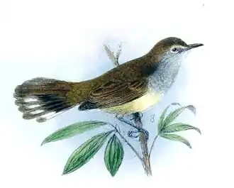 Lord-Howemangrovezanger