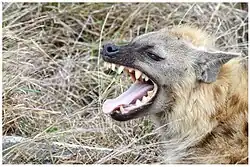 Gebit van een gevlekte hyena