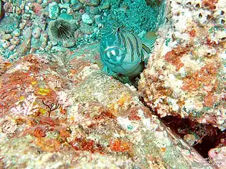 Cirrhitus pinnulatus