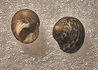 Gibbula cicer