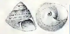 Gibbula tryoni