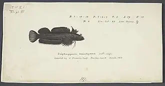 Gilloblennius tripennis