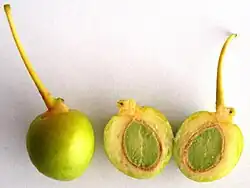 Zaden van de naaktzadige Japanse notenboom(Ginkgo biloba)