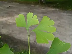 Japanse notenboom,dichotome nervatuur