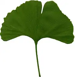 Japanse notenboom(Ginkgo biloba)