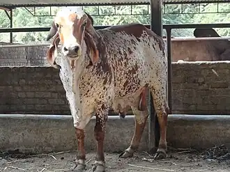 Een stier
