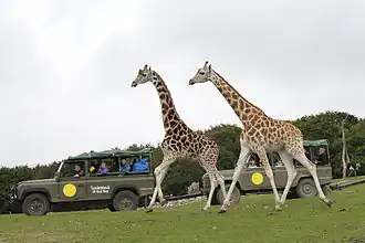 Giraffen bij de jeepsafari