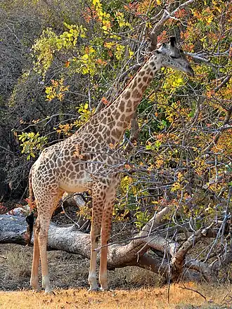 Thornicrofts giraffe