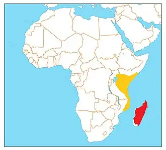 Madagaskarvorkstaartplevier