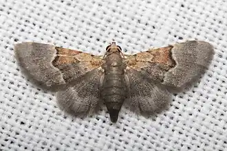 Chloroclystis griseorufa