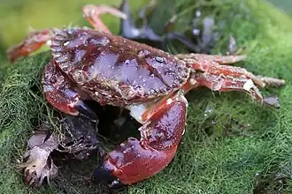 Glebocarcinus oregonensis