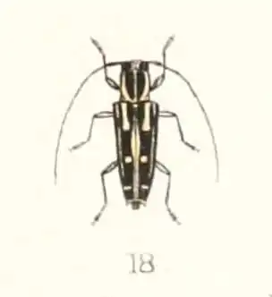 Glenea ossifera