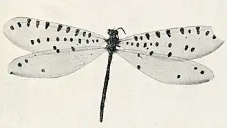 Callistoleon erythrocephalus