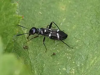 Globiceps sphaegiformis