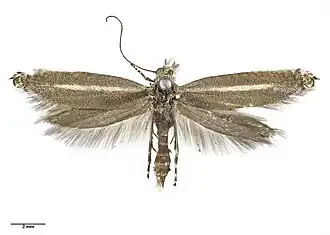 Glyphipterix barbata