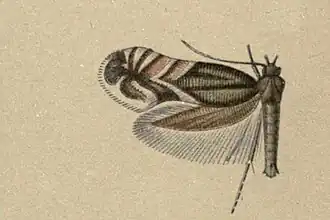 Glyphipterix fortunatella