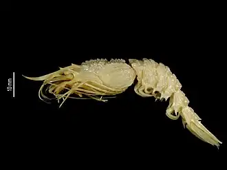 Glyphocrangon cornuta