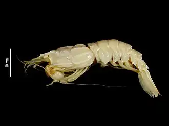 Glyphocrangon musorstomia