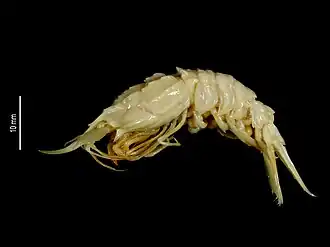 Glyphocrangon parviocullus