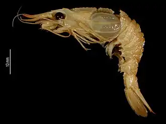 Glyphocrangon pugnax