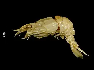 Glyphocrangon robusta