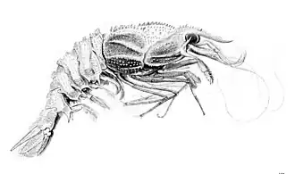 Glyphocrangon spinulosa