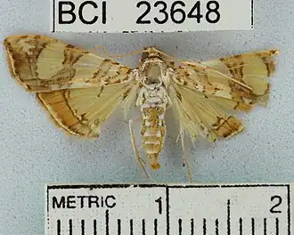 Glyphodes sibillalis