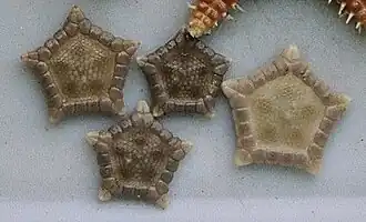 Glyphodiscus pentagonalis