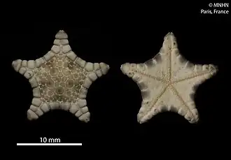 Glyphodiscus perierctus