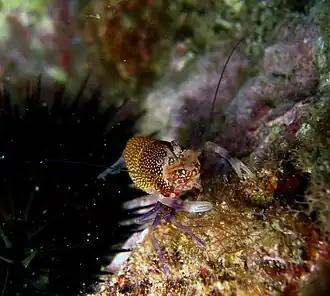 Gnathophyllum elegans