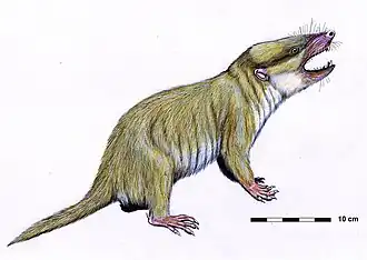 Gobiconodon