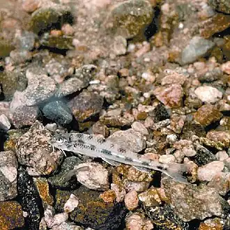 Gobiobotia naktongensis