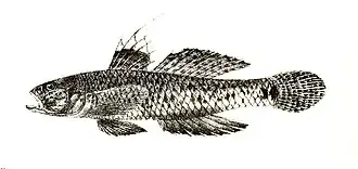 Favonigobius reichei