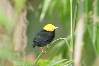 Roodkruinmanakin Pipra erythrocephala
