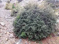 Gouden eik bij de Kionia-top, Troodos-Gebergte