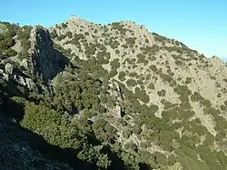 Exemplaren bij de Madari-top, Troodos-Gebergte