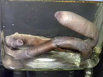 Golfingia (Golfingia) margaritacea