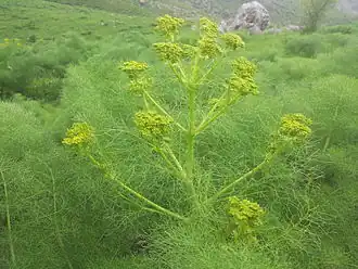 Ferula gummosa