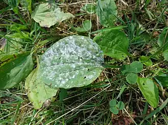 Grote weegbreemeeldauw