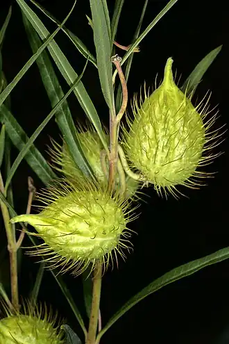 Gomphocarpus fruticosus