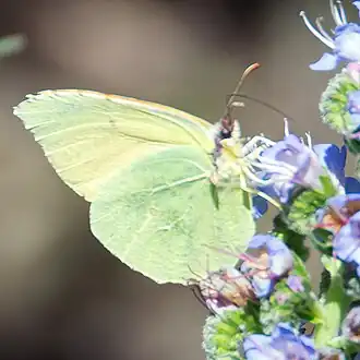 Gonepteryx eversi