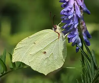Gonepteryx aspasia