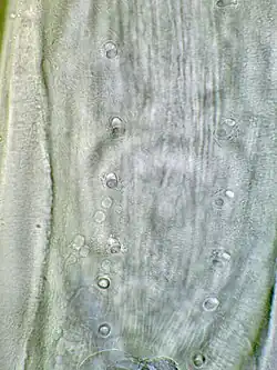 Vrouwtje: Precloacale papillae