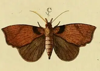 Goniapteryx servia