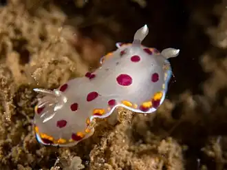 Chromodoris bimaensis